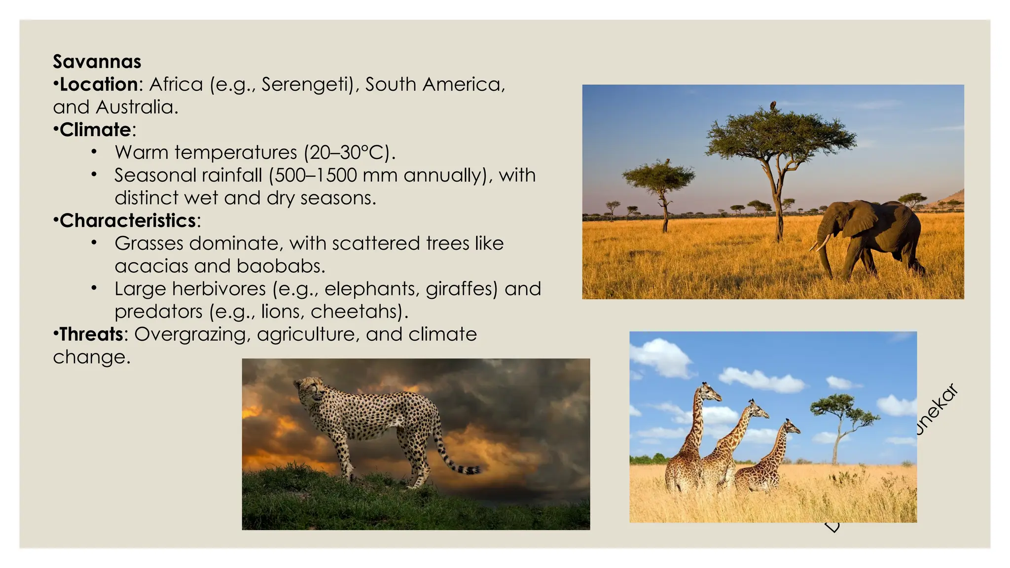 D
r
.
V
i
v
i
d
h
a
R
a
u
n
e
k
a
r
Savannas
•Location: Africa (e.g., Serengeti), South America,
and Australia.
•Climate:
• Warm temperatures (20–30°C).
• Seasonal rainfall (500–1500 mm annually), with
distinct wet and dry seasons.
•Characteristics:
• Grasses dominate, with scattered trees like
acacias and baobabs.
• Large herbivores (e.g., elephants, giraffes) and
predators (e.g., lions, cheetahs).
•Threats: Overgrazing, agriculture, and climate
change.
 