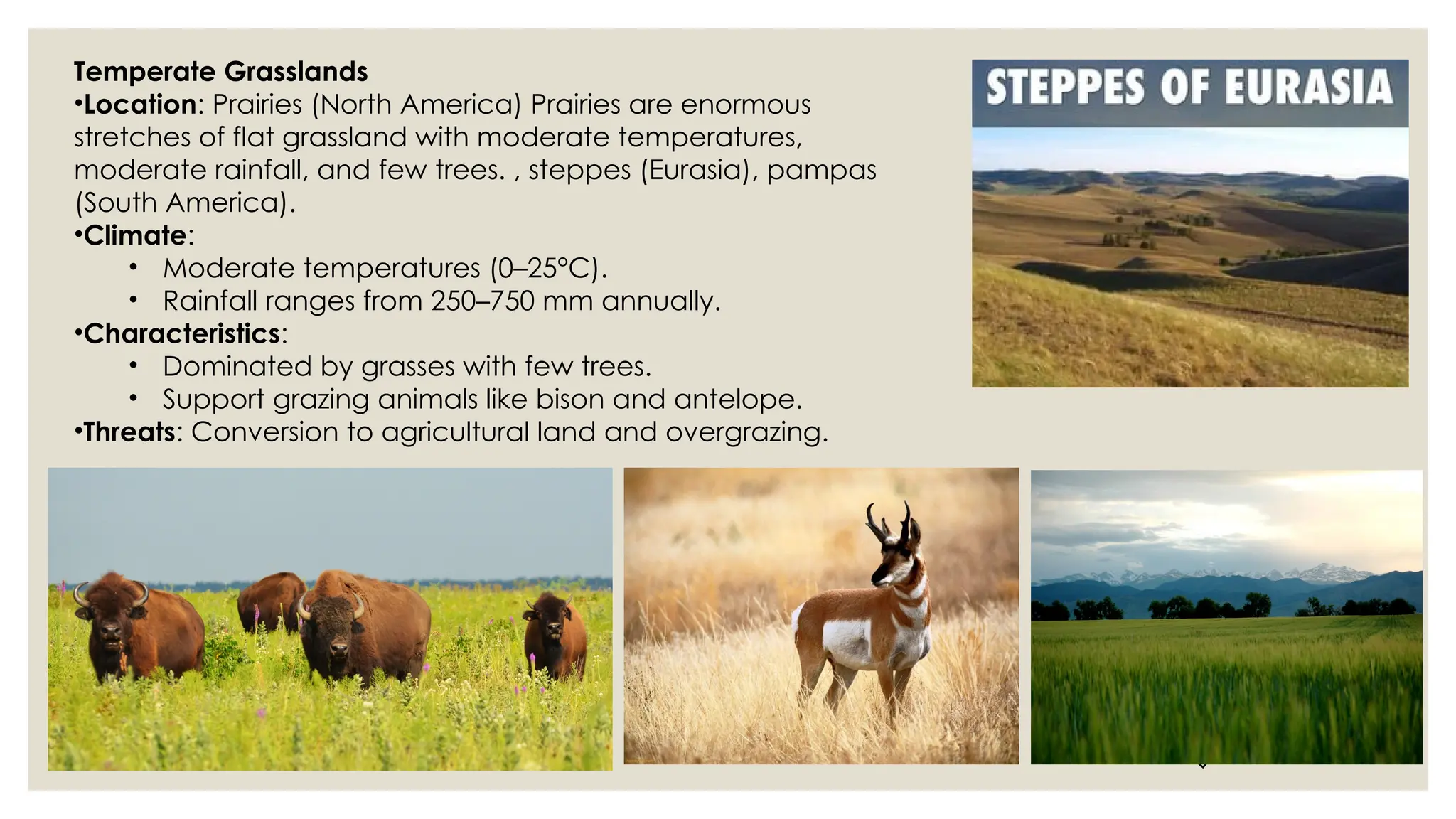 D
r
.
V
i
v
i
d
h
a
R
a
u
n
e
k
a
r
Temperate Grasslands
•Location: Prairies (North America) Prairies are enormous
stretches of flat grassland with moderate temperatures,
moderate rainfall, and few trees. , steppes (Eurasia), pampas
(South America).
•Climate:
• Moderate temperatures (0–25°C).
• Rainfall ranges from 250–750 mm annually.
•Characteristics:
• Dominated by grasses with few trees.
• Support grazing animals like bison and antelope.
•Threats: Conversion to agricultural land and overgrazing.
 