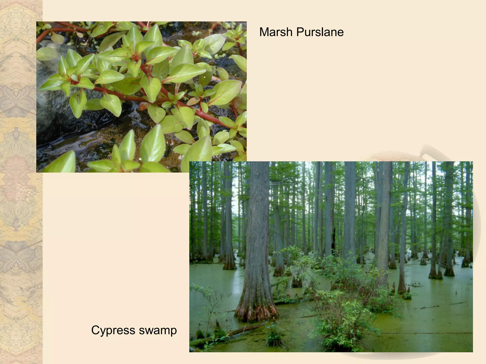 Biomes freshwater | PPT