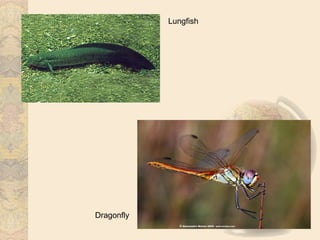 Lungfish




Dragonfly
 