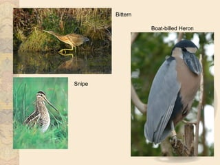 Bittern

                  Boat-billed Heron




Snipe
 