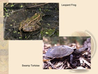 Leopard Frog




Swamp Tortoise
 