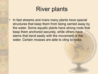 River plants
• In fast streams and rivers many plants have special
  structures that keep them from being carried away by
  the water. Some aquatic plants have strong roots that
  keep them anchored securely, while others have
  stems that bend easily with the movement of the
  water. Certain mosses are able to cling to rocks.
 