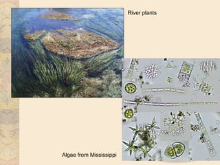 River plants




Algae from Mississippi
 