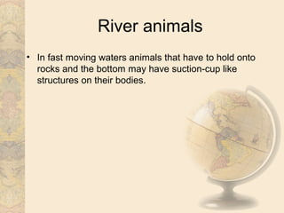 River animals
• In fast moving waters animals that have to hold onto
  rocks and the bottom may have suction-cup like
  structures on their bodies.
 