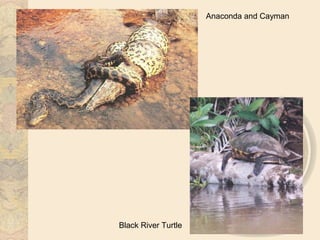 Anaconda and Cayman




Black River Turtle
 