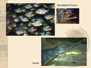 Red-Bellied Piranha




Gavial
 