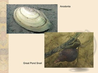 Anodonta




Great Pond Snail
 