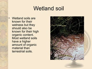 Wetland soil
• Wetland soils are
  known for their
  wetness but they
  should also be
  known for their high
  organic content.
  Most wetland soils
  have a higher
  amount of organic
  material than
  terrestrial soils.
 