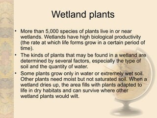Wetland plants
• More than 5,000 species of plants live in or near
  wetlands. Wetlands have high biological productivity
  (the rate at which life forms grow in a certain period of
  time).
• The kinds of plants that may be found in a wetland are
  determined by several factors, especially the type of
  soil and the quantity of water.
• Some plants grow only in water or extremely wet soil.
  Other plants need moist but not saturated soil. When a
  wetland dries up, the area fills with plants adapted to
  life in dry habitats and can survive where other
  wetland plants would wilt.
 