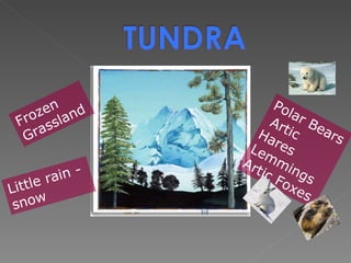 Frozen Grassland Little rain - snow Polar Bears  Artic Hares  Lemmings Artic Foxes 