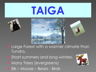 TAIGA Large Forest with a warmer climate than Tundra. Short summers and long winters. Many Trees (evergreens) Elk – Moose – Bears - Birds 