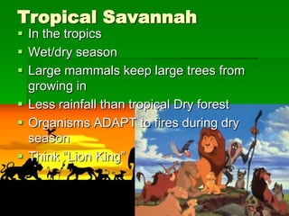 Tropical Savannah
 In the tropics
 Wet/dry season
 Large mammals keep large trees from
  growing in
 Less rainfall than tropical Dry forest
 Organisms ADAPT to fires during dry
  season
 Think “Lion King”
 