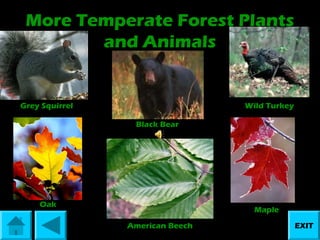 More Temperate Forest Plants
and Animals

Grey Squirrel

Wild Turkey
Black Bear

Oak

Maple
American Beech

EXIT

 