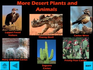 More Desert Plants and
Animals

Lappet Faced
Vulture

Thorny Devil

Hairy Old Man Cactus

Cactus Wren

Prickly Pear Cactus
Saguaro
Cactus

EXIT

 