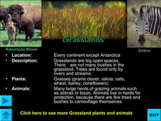 American Bison

•
•

Location:
Description:

•

Plants:

•

Animals:

Zebra

Every continent except Antarctica
Grasslands are big open spaces.
There are not many bushes in the
grassland. Trees are found only by
rivers and streams.
Grasses (prairie clover, salvia, oats,
wheat, barley, coneflowers)
Many large herds of grazing animals such
as zebras or bison. Animals live in herds for
protection, because there are few trees and
bushes to camouflage themselves.

Click here to see more Grassland plants and animals

EXIT

 