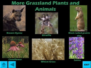 More Grassland Plants and
Animals

Brown Hyena

Coneflower

Giraffe

Wheat Grass

Black tailed prairie
dog

Salvia
EXIT

 