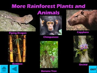 More Rainforest Plants and
Animals

Capybara

Flying Dragon
Chimpanzee

Bamboo

Orchid
Banana Tree

EXIT

 