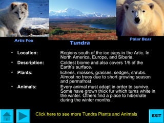 Artic Fox

Tundra

•

Location:

•

Description:

•

Plants:

•

Animals:

Polar Bear

Regions south of the ice caps in the Artic. In
North America, Europe, and Siberia.
Coldest biome and also covers 1/5 of the
Earth’s surface.
lichens, mosses, grasses, sedges, shrubs.
Almost no trees due to short growing season
and permafrost
Every animal must adapt in order to survive.
Some have grown thick fur which turns white in
the winter. Others find a place to hibernate
during the winter months.

Click here to see more Tundra Plants and Animals

EXIT

 