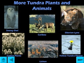More Tundra Plants and
Animals

Snowy Owl
Caribou

Cotton Plants

Siberian Lynx

Yellow Tundra Flower
Lichen

EXIT

 