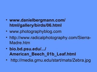 • www.danielbergmann.com/
html/gallery/birds/06.html
• www.photographyblog.com
• http://www.radicalphotography.com/SierraMadre.htm
• bio.bd.psu.edu/.../
American_Beech_01b_Leaf.html
• http://media.gmu.edu/start/mats/Zebra.jpg

 