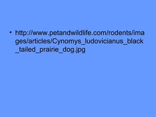 • http://www.petandwildlife.com/rodents/ima
ges/articles/Cynomys_ludovicianus_black
_tailed_prairie_dog.jpg

 