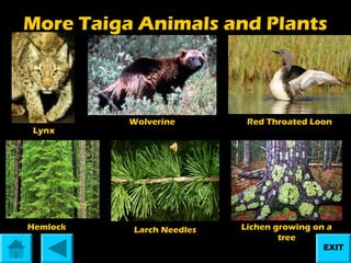 More Taiga Animals and Plants

Lynx

Hemlock

Wolverine

Larch Needles

Red Throated Loon

Lichen growing on a
tree
EXIT

 