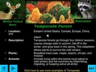 White Tailed
Deer
•

Location:
and

•

Description:

•

Plants:

•

Animals:

Raccoon

Temperate Forest
Eastern United States, Canada, Europe, China,
Japan
Temperate forests go through four distinct seasons.
Leaves change color in autumn, fall off in the
winter, and grow back in the spring. This adaptation
allows plants to survive the cold winters.
Broadleaf trees (oak, maple, beech), shrubs, and
mosses
Animals living within this biome must adjust to
cold winters and hot summers by hibernating,
migrating, or keeping active all winter.
Click here to see more examples of Temperate

EXIT

 