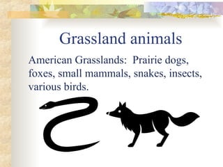 Grassland animals
American Grasslands: Prairie dogs,
foxes, small mammals, snakes, insects,
various birds.
 