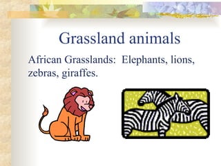 Grassland animals
African Grasslands: Elephants, lions,
zebras, giraffes.
 