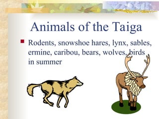 Animals of the Taiga
 Rodents, snowshoe hares, lynx, sables,
ermine, caribou, bears, wolves, birds
in summer
 