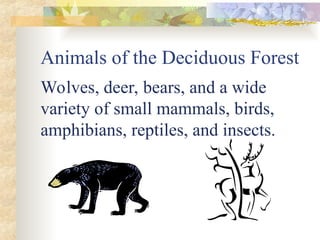 Animals of the Deciduous Forest
Wolves, deer, bears, and a wide
variety of small mammals, birds,
amphibians, reptiles, and insects.
 