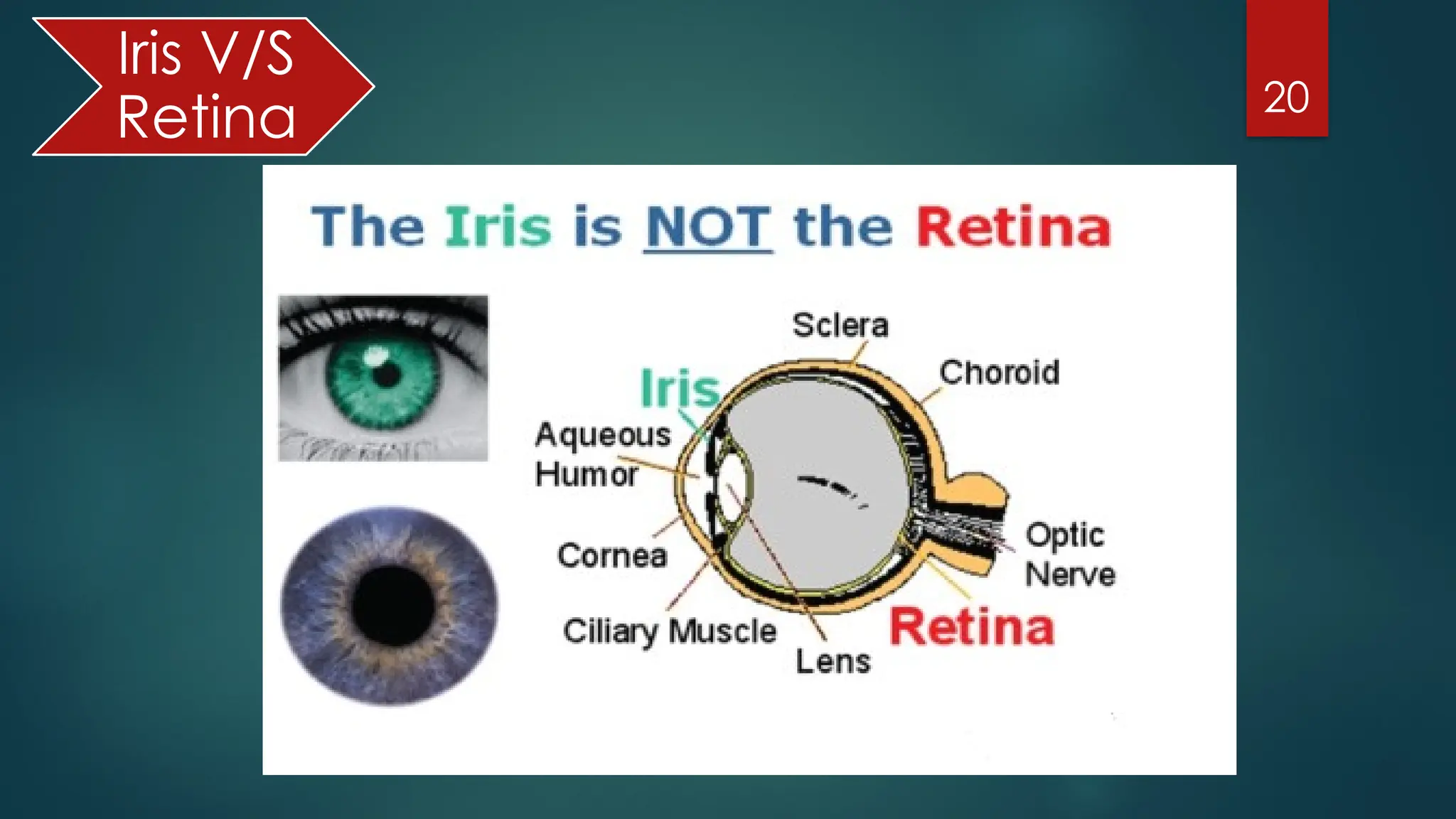 20
Iris V/S
Retina
 