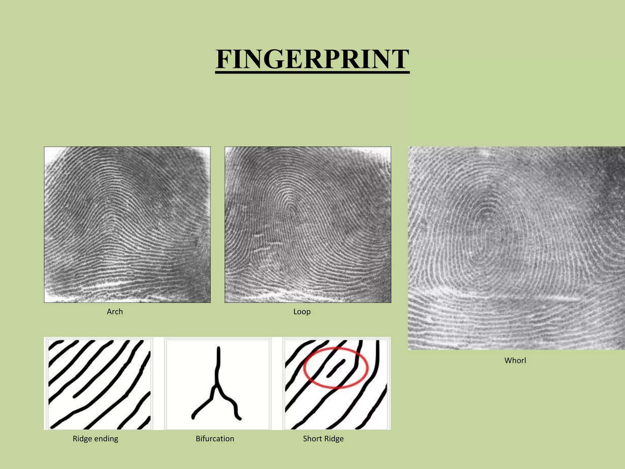 FINGERPRINT
Arch Loop
Whorl
Ridge ending Bifurcation Short Ridge
 