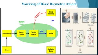 Working of Basic Biometric Model
 