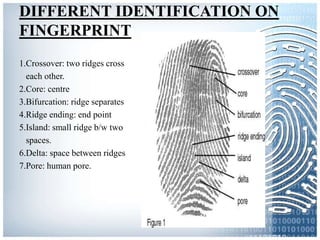 DIFFERENT IDENTIFICATION ON
FINGERPRINT
1.Crossover: two ridges cross
each other.
2.Core: centre
3.Bifurcation: ridge separates
4.Ridge ending: end point
5.Island: small ridge b/w two
spaces.
6.Delta: space between ridges
7.Pore: human pore.
 