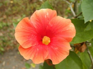 Biometry Yonas.res.ppt