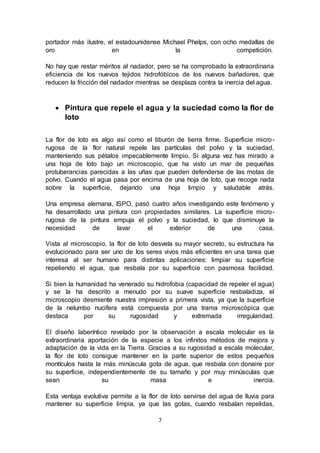 7
portador más ilustre, el estadounidense Michael Phelps, con ocho medallas de
oro en la competición.
No hay que restar méritos al nadador, pero se ha comprobado la extraordinaria
eficiencia de los nuevos tejidos hidrofóbicos de los nuevos bañadores, que
reducen la fricción del nadador mientras se desplaza contra la inercia del agua.
 Pintura que repele el agua y la suciedad como la flor de
loto
La flor de loto es algo así como el tiburón de tierra firme. Superficie micro-
rugosa de la flor natural repele las partículas del polvo y la suciedad,
manteniendo sus pétalos impecablemente limpio. Si alguna vez has mirado a
una hoja de loto bajo un microscopio, que ha visto un mar de pequeñas
protuberancias parecidas a las uñas que pueden defenderse de las motas de
polvo. Cuando el agua pasa por encima de una hoja de loto, que recoge nada
sobre la superficie, dejando una hoja limpio y saludable atrás.
Una empresa alemana, ISPO, pasó cuatro años investigando este fenómeno y
ha desarrollado una pintura con propiedades similares. La superficie micro-
rugosa de la pintura empuja el polvo y la suciedad, lo que disminuye la
necesidad de lavar el exterior de una casa.
Vista al microscopio, la flor de loto desvela su mayor secreto, su estructura ha
evolucionado para ser uno de los seres vivos más eficientes en una tarea que
interesa al ser humano para distintas aplicaciones: limpiar su superficie
repeliendo el agua, que resbala por su superficie con pasmosa facilidad.
Si bien la humanidad ha venerado su hidrofobia (capacidad de repeler el agua)
y se la ha descrito a menudo por su suave superficie resbaladiza, el
microscopio desmiente nuestra impresión a primera vista, ya que la superficie
de la nelumbo nucifera está compuesta por una trama microscópica que
destaca por su rugosidad y extremada irregularidad.
El diseño laberíntico revelado por la observación a escala molecular es la
extraordinaria aportación de la especie a los infinitos métodos de mejora y
adaptación de la vida en la Tierra. Gracias a su rugosidad a escala molecular,
la flor de loto consigue mantener en la parte superior de estos pequeños
montículos hasta la más minúscula gota de agua, que resbala con donaire por
su superficie, independientemente de su tamaño y por muy minúsculas que
sean su masa e inercia.
Esta ventaja evolutiva permite a la flor de loto servirse del agua de lluvia para
mantener su superficie limpia, ya que las gotas, cuando resbalan repelidas,
 