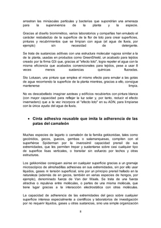 8
arrastran las minúsculas partículas y bacterias que supondrían una amenaza
para la supervivencia de la planta y la especie.
Gracias al diseño biomimético, varios laboratorios y compañías han emulado el
carácter resbaladizo de la superficie de la flor de loto para crear superficies,
pinturas y recubrimientos que se limpian con agua (el agua de lluvia, por
ejemplo) sin necesidad de detergente.
Se trata de sustancias aditivas con una estructura molecular rugosa similar a la
de la planta, usadas en productos como GreenShield, un acabado para tejidos
creado por la firma G3i que, gracias al "efecto loto", logra repeler el agua con la
misma eficiencia que acabados convencionales para tejidos, pese a usar 8
veces menos sustancias químicas fluoradas.
Sto Lotusan, una pintura que emplea el mismo efecto para emular a las gotas
de agua recorriendo la superficie de la planta mientras, gracias a ello, consigue
mantenerse limpia.
No es descabellado imaginar azoteas y edificios recubiertos con pintura blanca
(con mayor capacidad para reflejar la luz solar y, por tanto, reducir el efecto
invernadero) que a la vez incorpora el "efecto loto" en su ADN, para limpiarse
con la única ayuda del agua de lluvia.
 Cinta adhesiva reusable que imita la adherencia de las
patas del camaleón
Muchas especies de lagarto o camaleón de la familia gekkonidae, tales como
gecónidos, gecos, guecos, gembas o salamanquesas, compiten con el
superhéroe Spiderman por la inverosímil capacidad prensil de sus
extremidades, que les permiten trepar y sustentarse sobre casi cualquier tipo
de superfice lisas verticales, o transitar sin esfuerzo por techos y otras
estructuras.
Los gekkonidae consiguen asirse en cualquier superficie gracias a un gramaje
microscópico de almohadillas adhesivas en sus extremidades, sin por ello usar
líquidos, gases ni tensión superficial, sino por un principio prensil hallado en la
naturaleza (además de en gecos, también en varias especies de hongos, por
ejemplo), denominado fuerza de Van der Waals. Se trata de una fuerza
atractiva o repulsiva entre moléculas, o partes de una misma molécula, que
tiene lugar gracias a la interacción electrostática con otras moléculas.
La capacidad de adherencia de las extremidades del geco sobre cualquier
superficie interesa especialmente a científicos y laboratorios de investigación
por no requerir líquidos, gases u otras sustancias, sino una simple organización
 