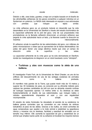 9
a escala molecular.
Debido a ello, unas botas, guantes, o traje con un tejido basado en el diseño de
las almohadillas adhesivas de los gecos convertiría a cualquier individuo en un
Spiderman en potencia. La NASA está interesada en equipar a sus astronautas
con prendas que incluyan un tejido similar.
La cinta adhesiva geco es un producto todavía en desarrollo que ha sido
desarrollado en la Universidad de Stanford a través del estudio biomimético de
la capacidad adherente de la piel del geco. Una de sus propiedades más
prometedoras es la llamada adhesión direccional, un principio adhesivo que
pegaría la cinta aplicándola hacia un lado, y la liberaría cuando la dirección es
revertida intencionalmente.
El adhesivo emula la superficie de las extremidades del geco, con millones de
pelos microscópicos o setae que se aprovechan de la fuerza electrostática: las
patas del geco tienen una carga eléctrica neutra que crea un campo de
atracción entre la superficie y las setae.
La capacidad adherente de la cinta geco ya ha sido demostrada en Stanford,
donde los investigadores la integraron en un robot bautizado como "stickybot".
 Turbinas y alas con muescas como la aleta de una
ballena.
El investigador Frank Fish, de la Universidad de West Chester, es uno de los
artífices del descubrimiento de una de las ventajas evolutivas de animales
marinos como la ballena jorobada.
El mamífero más grande de la Tierra, que puede medir más de 15 metros y
superar las 35 toneladas de peso, es conocido por su eficiente método para
capturar las grandes cantidades de krill con que se alimenta creando cortinas
de burbujas separadas apenas 1,5 metros entre sí. Su destreza se debe
fundamentalmente al diseño de sus extremidades, que incluyen bultos o
nódulos aparentemente dispuestos al azar y con una regularidad
incomprensible a simple vista.
El estudio de estos forúnculos ha desvelado el secreto de su existencia: la
ballena genera corrientes que se convierten en una miríada de vórtices
turbulentos al paso de las aletas. Gracias a los bultos, se crean corrientes de
agua consecutivas que ayudan a la mole animal a estabilizar su gigantesca
inercia y moverse con la destreza, facilidad y exactitud de animales con un
tamaño muy inferior. Ello aumenta la capacidad de giro y estabilidad de un
animal que emplea buena parte de su esfuerzo en localizar los mayores bancos
 