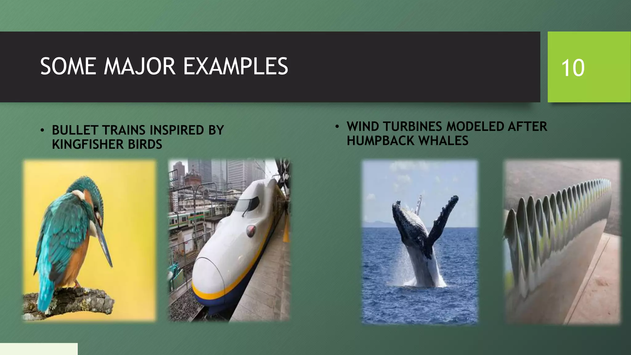 SOME MAJOR EXAMPLES
• BULLET TRAINS INSPIRED BY
KINGFISHER BIRDS
• WIND TURBINES MODELED AFTER
HUMPBACK WHALES
10
 