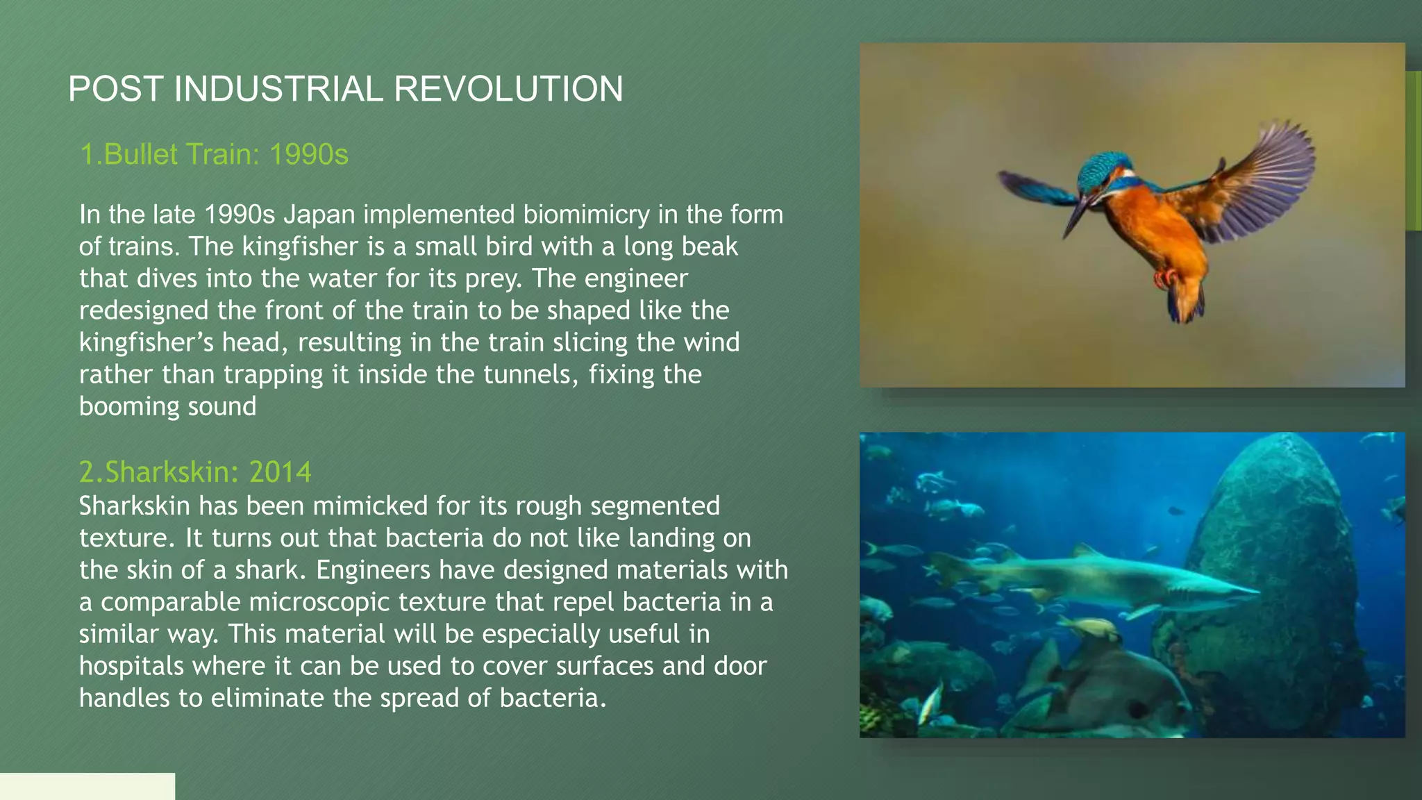 5
POST INDUSTRIAL REVOLUTION
1.Bullet Train: 1990s
In the late 1990s Japan implemented biomimicry in the form
of trains. The kingfisher is a small bird with a long beak
that dives into the water for its prey. The engineer
redesigned the front of the train to be shaped like the
kingfisher’s head, resulting in the train slicing the wind
rather than trapping it inside the tunnels, fixing the
booming sound
2.Sharkskin: 2014
Sharkskin has been mimicked for its rough segmented
texture. It turns out that bacteria do not like landing on
the skin of a shark. Engineers have designed materials with
a comparable microscopic texture that repel bacteria in a
similar way. This material will be especially useful in
hospitals where it can be used to cover surfaces and door
handles to eliminate the spread of bacteria.
 
