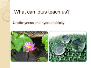What can lotus teach us?

Unstickyness and hydrophobicity



    unsticky or water resistant technology.
 