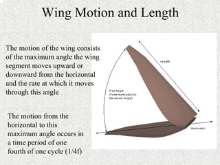 Wing Motion and Length 
The motion of the wing consists 
of the maximum angle the wing 
segment moves upward or 
downward from the horizontal 
and the rate at which it moves 
through this angle 
The motion from the 
horizontal to this 
maximum angle occurs in 
a time period of one 
fourth of one cycle (1/4f) 
 