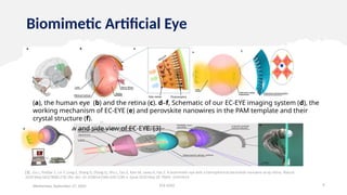 Biomimetic Artificial Eye
Wednesday, September 27, 2023 ECE 6502 9
(a), the human eye (b) and the retina (c). d–f, Schematic of our EC-EYE imaging system (d), the
working mechanism of EC-EYE (e) and perovskite nanowires in the PAM template and their
crystal structure (f).
Exploded view and side view of EC-EYE. [3]
[3] . Gu L, Poddar S, Lin Y, Long Z, Zhang D, Zhang Q, Shu L, Qiu X, Kam M, Javey A, Fan Z. A biomimetic eye with a hemispherical perovskite nanowire array retina. Nature.
2020 May;581(7808):278-282. doi: 10.1038/s41586-020-2285-x. Epub 2020 May 20. PMID: 32433619.
 