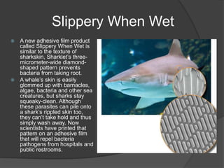 Slippery When Wet
A new adhesive film product
called Slippery When Wet is
similar to the texture of
sharkskin, Sharklet’s threemicrometer-wide diamondshaped pattern prevents
bacteria from taking root.
 A whale’s skin is easily
glommed up with barnacles,
algae, bacteria and other sea
creatures, but sharks stay
squeaky-clean. Although
these parasites can pile onto
a shark’s rippled skin too,
they can’t take hold and thus
simply wash away. Now
scientists have printed that
pattern on an adhesive film
that will repel bacteria
pathogens from hospitals and
public restrooms.


 