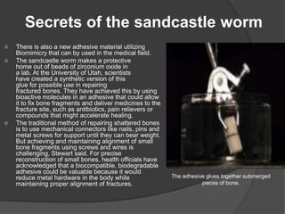 Secrets of the sandcastle worm





There is also a new adhesive material utilizing
Biomimicry that can by used in the medical field.
The sandcastle worm makes a protective
home out of beads of zirconium oxide in
a lab. At the University of Utah, scientists
have created a synthetic version of this
glue for possible use in repairing
fractured bones. They have achieved this by using
bioactive molecules in an adhesive that could allow
it to fix bone fragments and deliver medicines to the
fracture site, such as antibiotics, pain relievers or
compounds that might accelerate healing.
The traditional method of repairing shattered bones
is to use mechanical connectors like nails, pins and
metal screws for support until they can bear weight.
But achieving and maintaining alignment of small
bone fragments using screws and wires is
challenging, Stewart said. For precise
reconstruction of small bones, health officials have
acknowledged that a biocompatible, biodegradable
adhesive could be valuable because it would
reduce metal hardware in the body while
maintaining proper alignment of fractures.

The adhesive glues together submerged
pieces of bone.

 