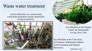 Biomimicry as a tool for sustainable products and processes | PPTX