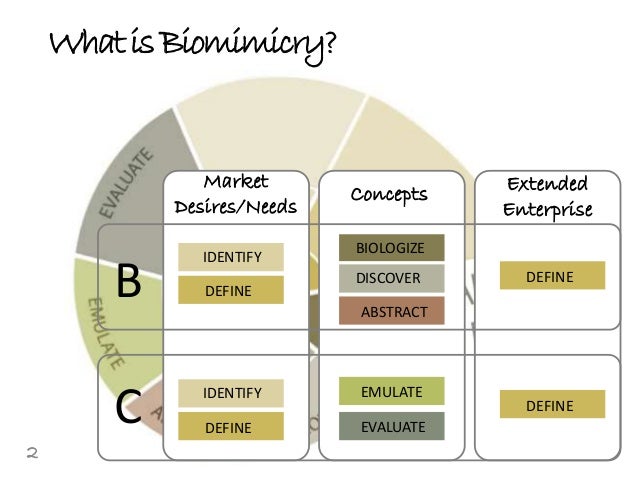 brombot biomimicry desing challenge define growth chart