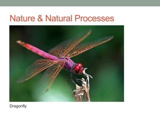 Nature & Natural Processes
Dragonfly
 